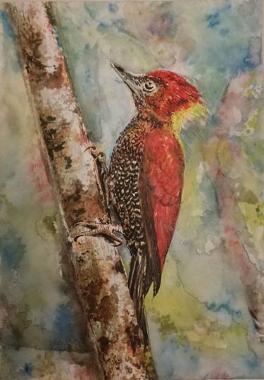 Banded Woodpecker in Genting Highlands, Malaysia - 16.5"x11.75" Watercolour by Artist Shai thumb