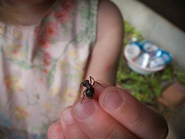 Child & Ant, Speculator, NY - Limited Edition of 10 thumb
