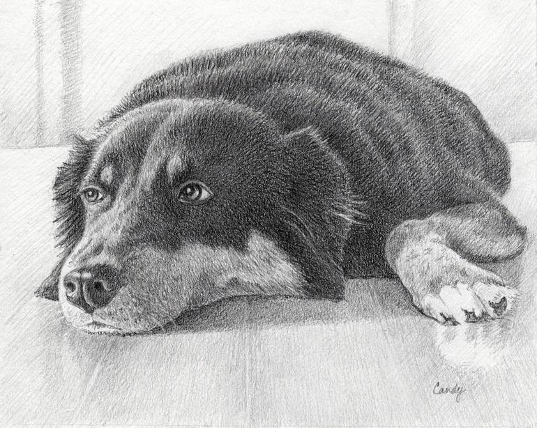 Australian Shepherd Sketch | Drawing for Kids & Adult