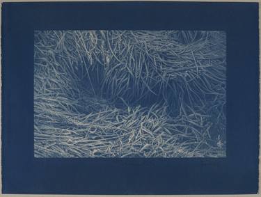 Frozen forest N°5 – cyanotype thumb