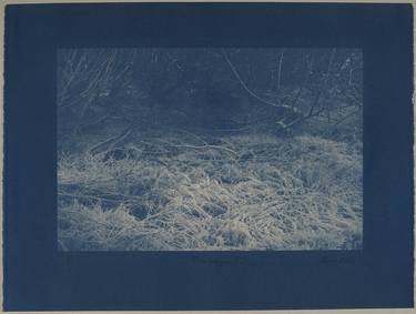 Frozen forest N°10 – cyanotype thumb