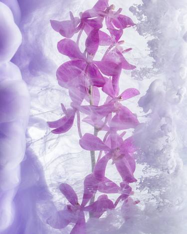 Purple orchids III - Giant - Limited Edition of 10 thumb