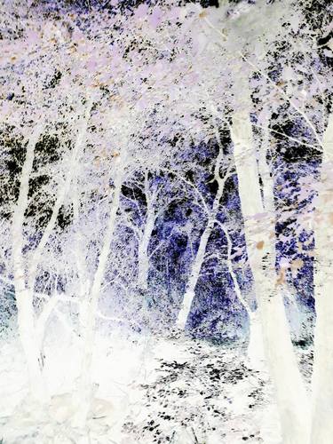 Print of Tree Photography by Fanitsa Petrou