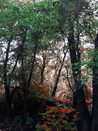 Print of Expressionism Tree Photography by Fanitsa Petrou