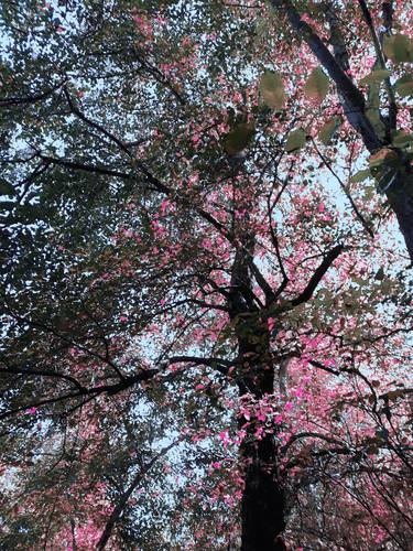 Pink blossomed trees. thumb