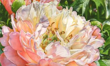 Print of Fine Art Floral Paintings by Debbie Friis-Pettitt