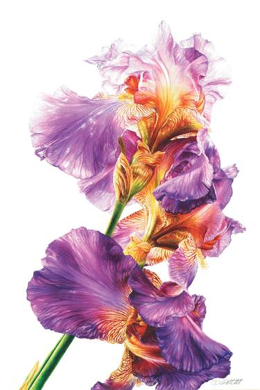 Botanical Iris #1 thumb