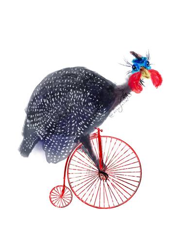 Guinea fowl on retro bicycle thumb