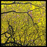 Forest Silhouette No. 8 by Barry Laden