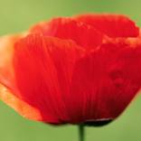 Fresh Red Poppy Flower by Adrian Banu