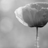Poppy in Black and White by Adrian Banu