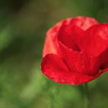 Heart-shaped Poppy by Adrian Banu