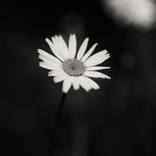 Sepia Daisy by Adrian Banu