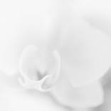 White Orchid Dream by Adrian Banu