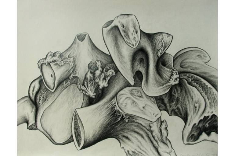 Bones Drawing by Roswitha van der Zander | Saatchi Art