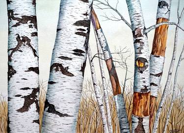 Wild Birch Trees in the Forest thumb