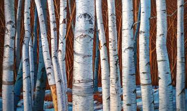 Birch Trees in the Forest in Elk County thumb