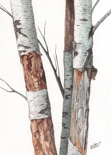 Three Wild Birch Trees thumb