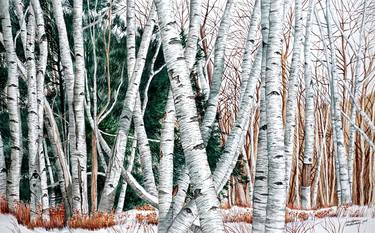 Wild Birch Trees Deep in the Forest thumb