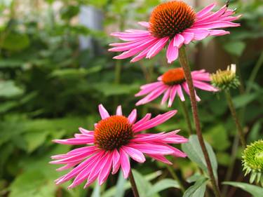 Echinacea - Limited Edition 1 of 1 thumb