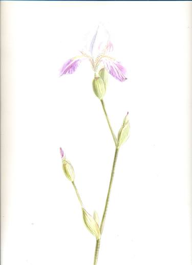Watercolor iris thumb