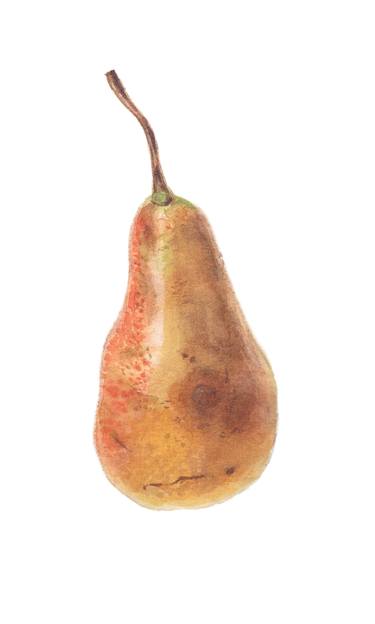 Watercolor pear thumb