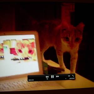 cat on the other side...  _57