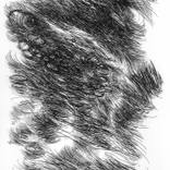Collection B & W Line Drawings