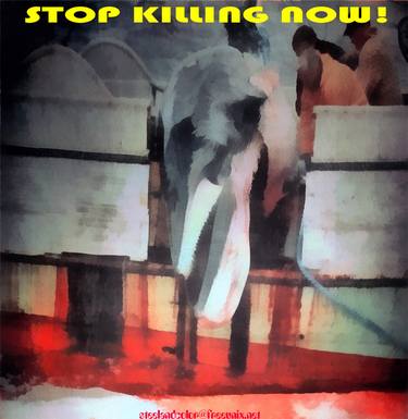 Stop the whale killing! thumb