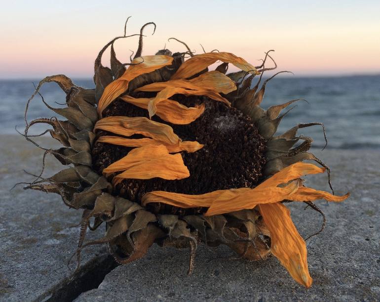 Sunflower 1 Photography by Linda Mathiesen | Saatchi Art