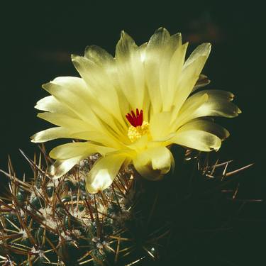 Cactus - 1 (Parodia Muricata) thumb