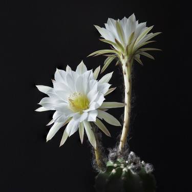 Original Realism Floral Photography by Michael Dehms