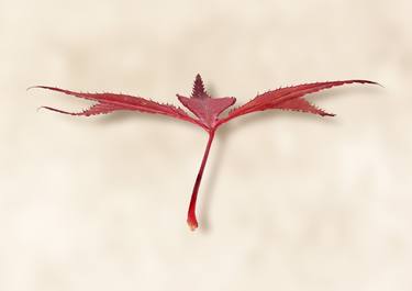 Original Documentary Nature Photography by Michael Dehms