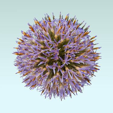 Globe-thistle - 1 thumb