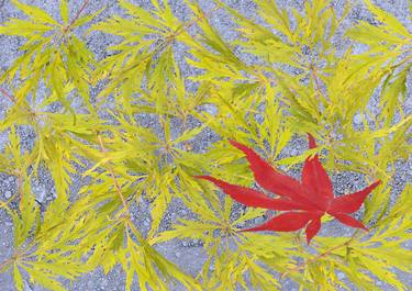 Autumn time - Japanese maple thumb