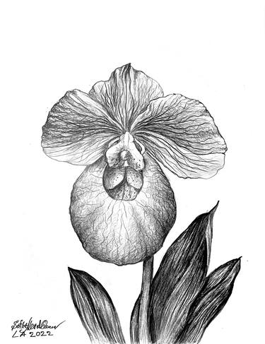 Orchid Paphiopedilum Fumi's Delight armeniacum x micranthum thumb