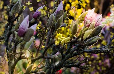 Magnolia in spring - Limited Edition of 7 thumb