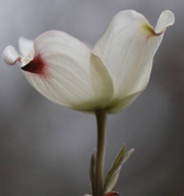 Original Botanic Photography by Valentina P Weber