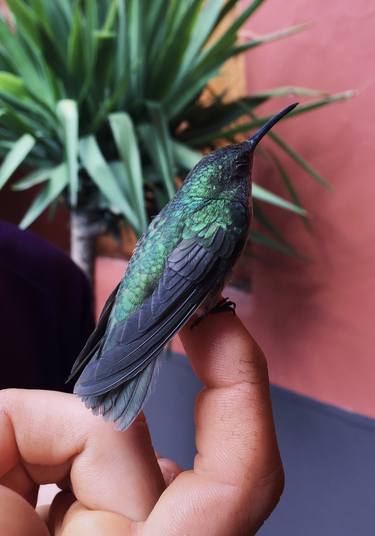 Hummingbird in Stillness, Peru 2018 thumb