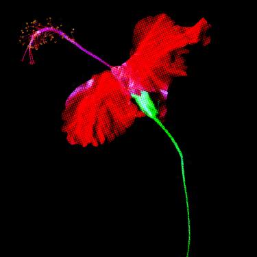 Original Pop Art Floral Photography by Abul Kalam Azad