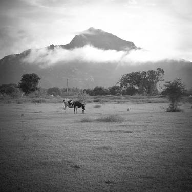 Original Black & White Cows Photography by Abul Kalam Azad