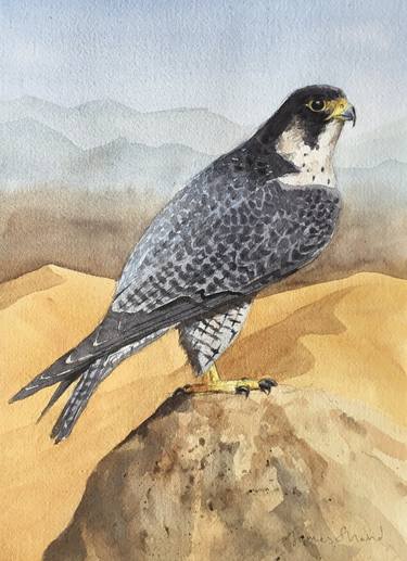 Peregrine in the desert thumb