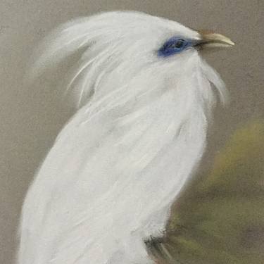 Bali Myna or Bali Mynah pastel thumb