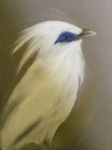 Bali Myna or Bali Mynah bird thumb