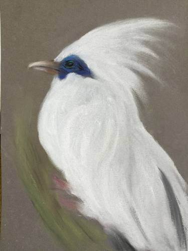 Bali Myna or Bali Mynah thumb