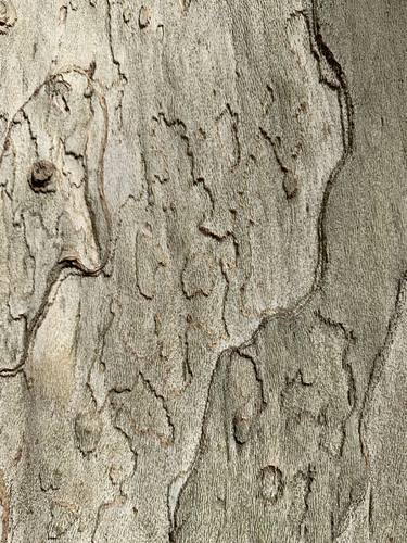 Macro photo of bark of tree - Limited Edition of 10 thumb