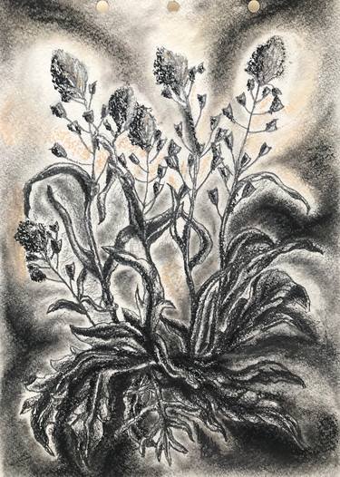 The Magic Herbarium - Shepherd’s Bag grass thumb