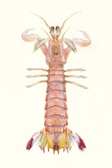 Mantis Shrimp thumb