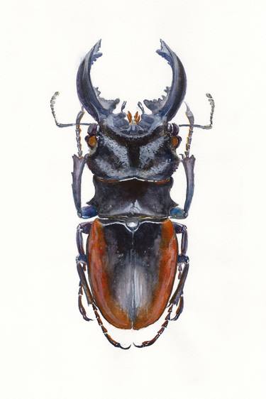 Stag Beetle thumb