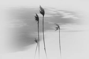 From the serie Imaginary Landscapes - Limited Edition of 3 thumb
